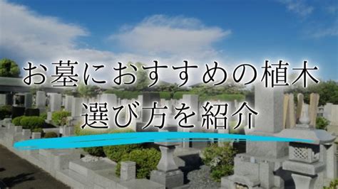 墓 植物|お墓の植木は何がおすすめ？選び方・種類・お手入れ。